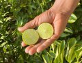 Lime de Perse - Citrus latifolia
